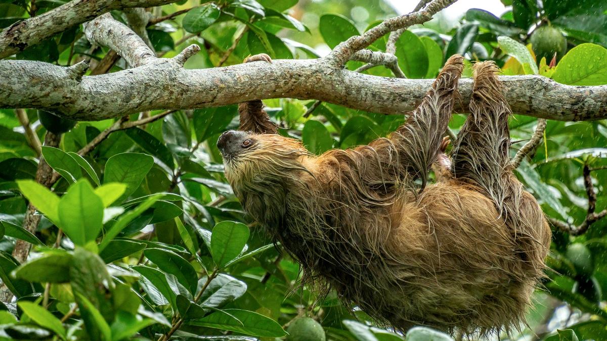 A sloth hanging in a tree in Manuel Antonio, Costa Rica