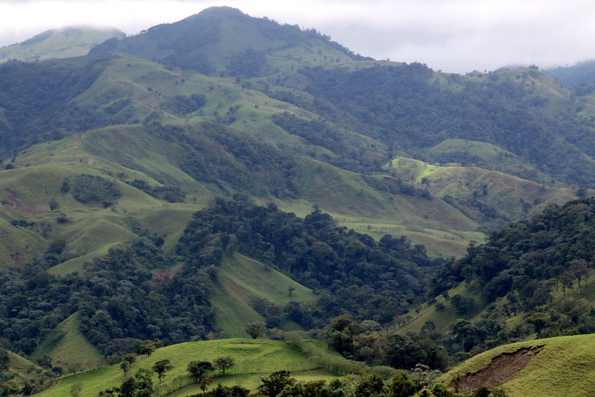 Rows of coffee plants on green highland hills in central Costa Rica