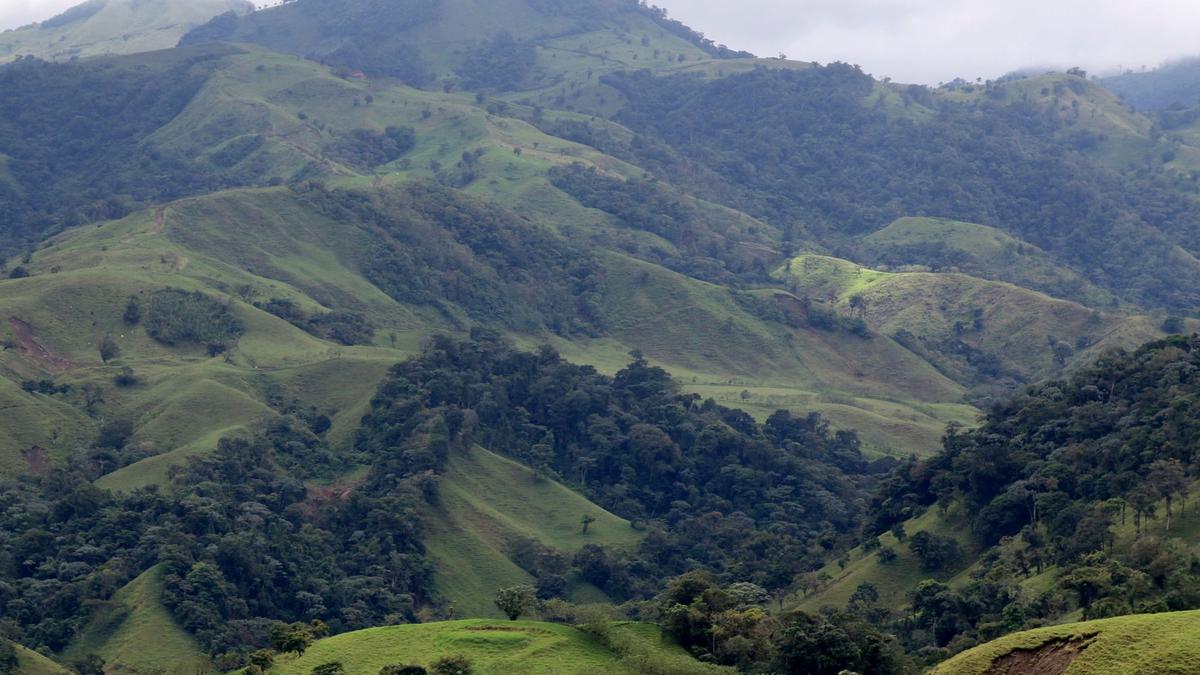Rows of coffee plants on green highland hills in central Costa Rica