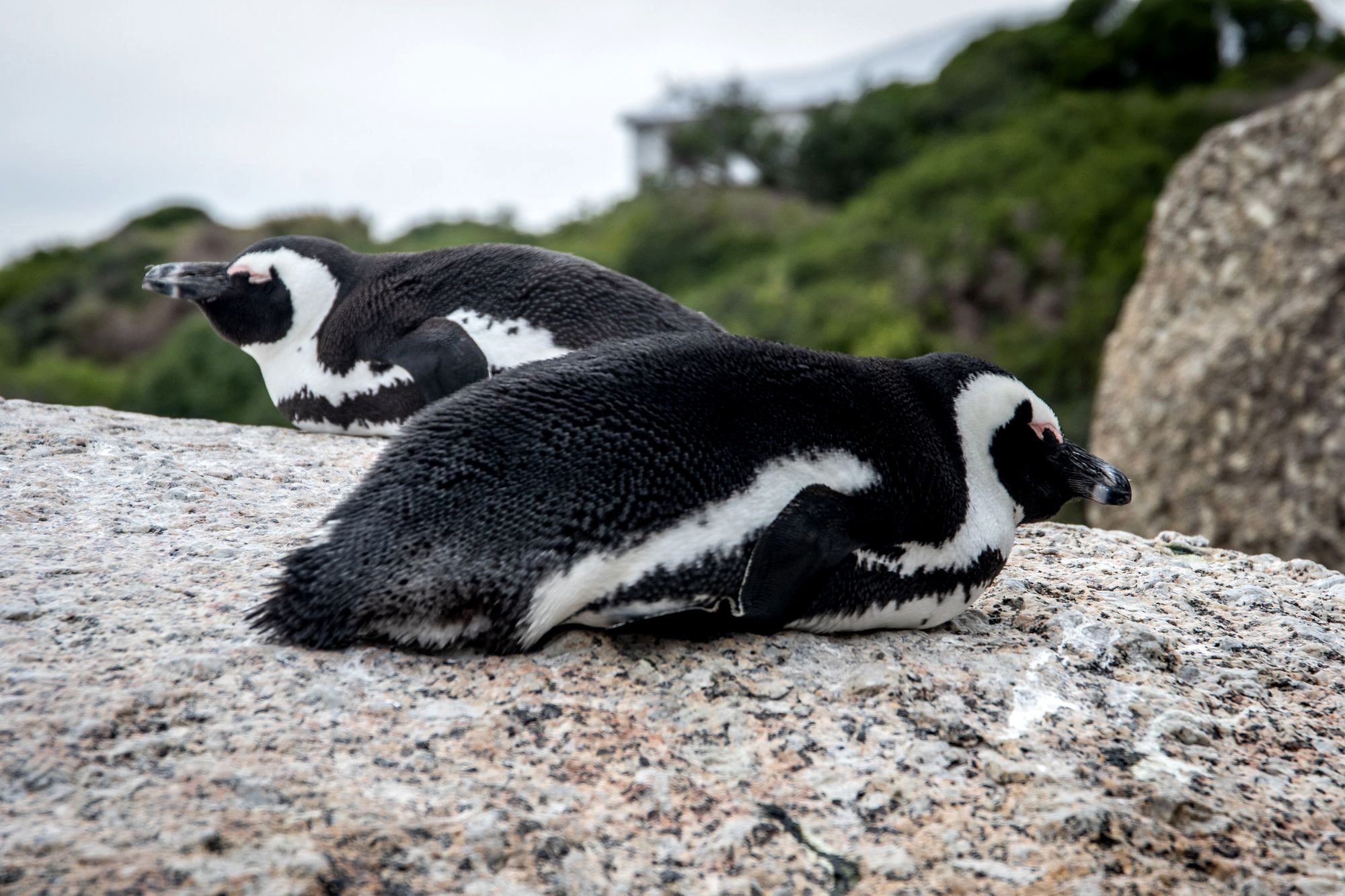 African penguins standing on the granite boulders and sand at Boulders Beach near Cape Town