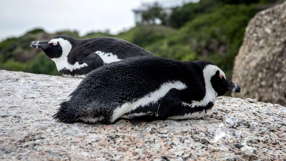 African penguins standing on the granite boulders and sand at Boulders Beach near Cape Town