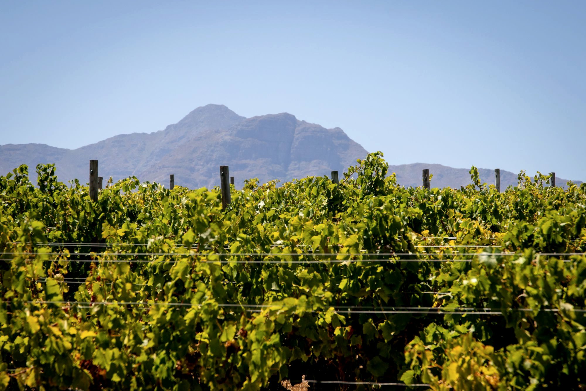 Rows of vineyards below mountains in the Cape Winelands near Franschhoek