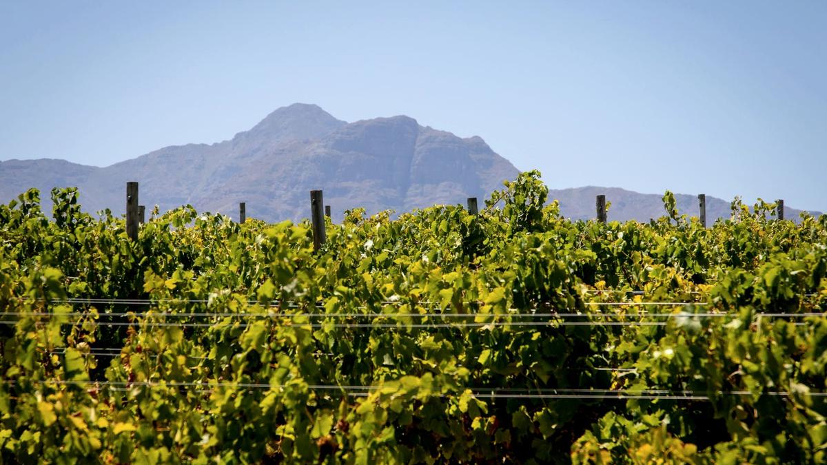 Rows of vineyards below mountains in the Cape Winelands near Franschhoek