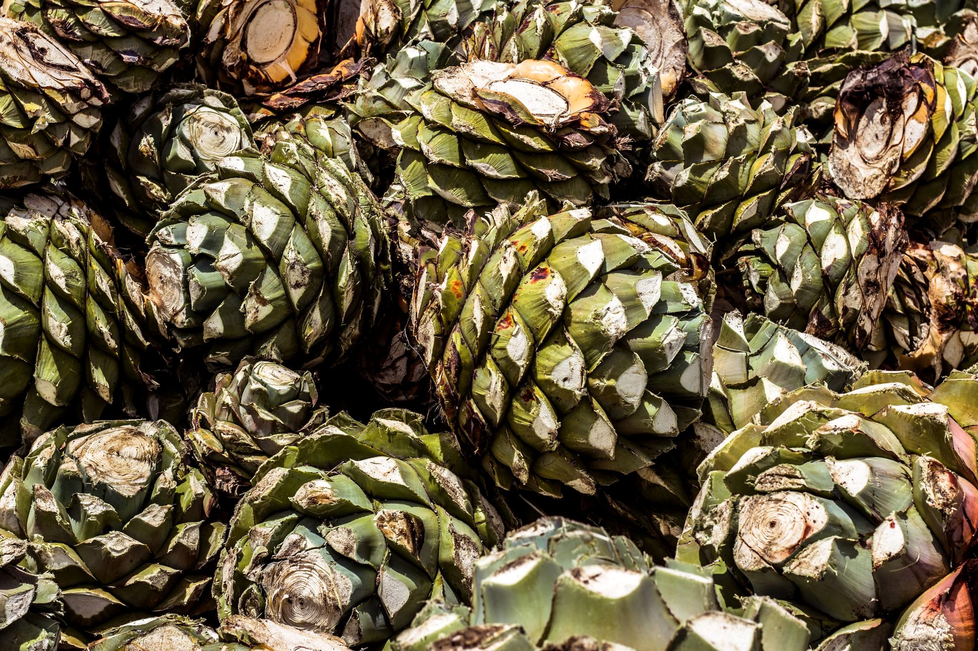 Roasted agave hearts smoking in an earthen pit at a rural Oaxacan mezcal palenque