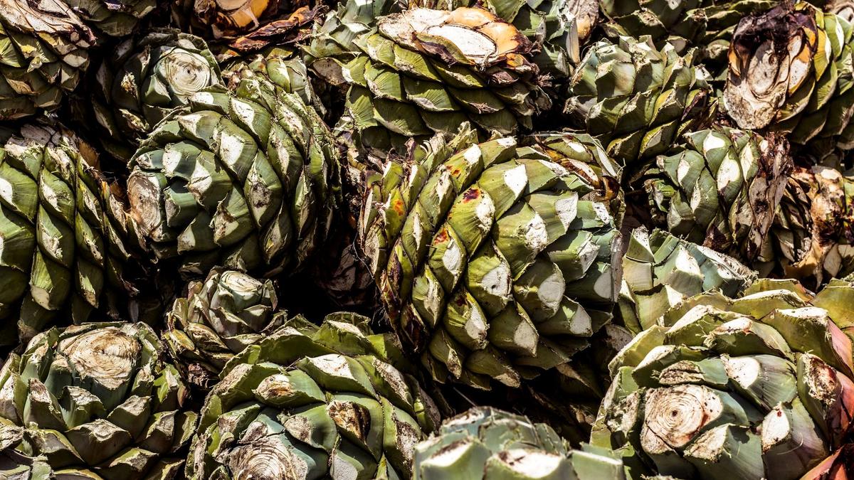 Roasted agave hearts smoking in an earthen pit at a rural Oaxacan mezcal palenque
