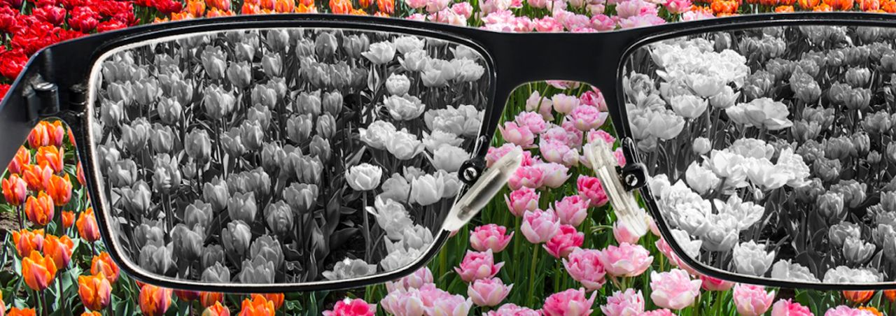Colorful tulip field seen through glasses that shift the view from grayscale to full color