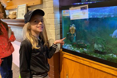 Arianna Krejchik watches a tiny turtle swim.
