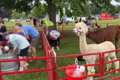 Families visiting alpacas and other animals at the Parish Festival petting zoo.