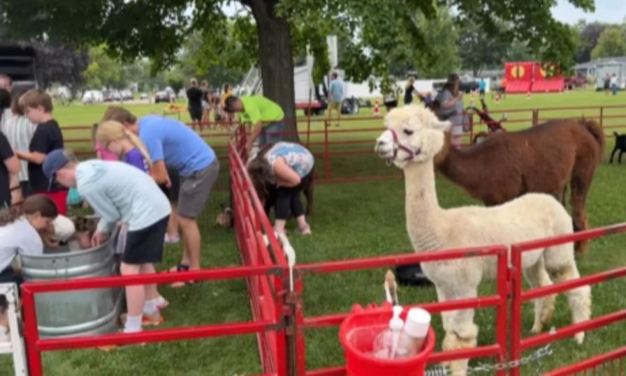 Families visiting alpacas and other animals at the Parish Festival petting zoo.