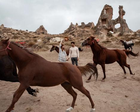 Couple walking hand in hand through a running group of horses, mountains can be seen in the background