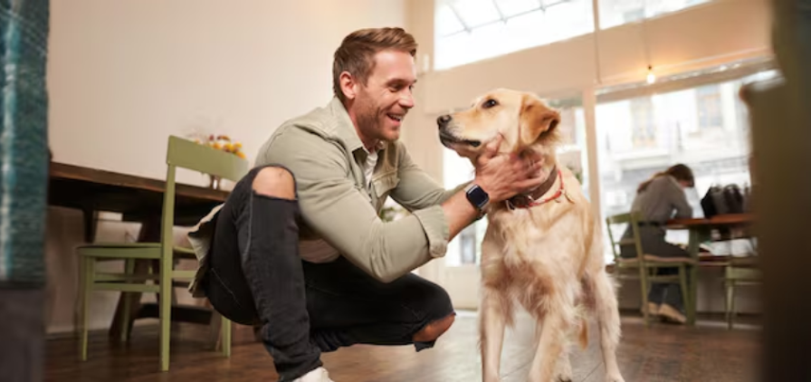 Pet Care Business