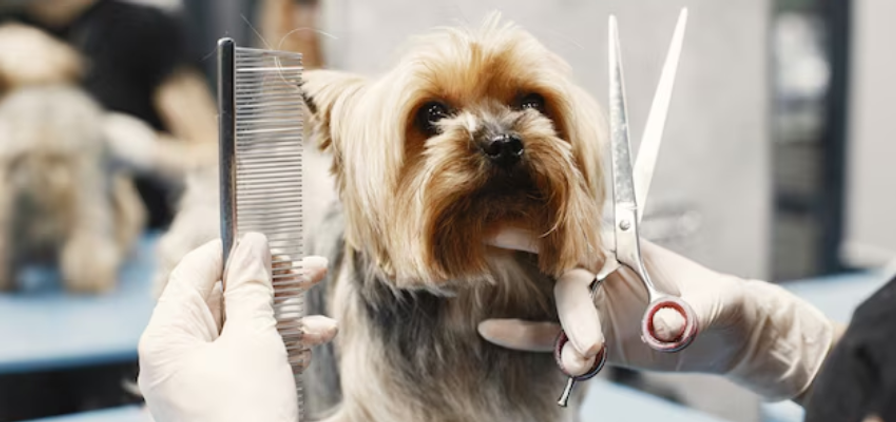 Pet Grooming Business