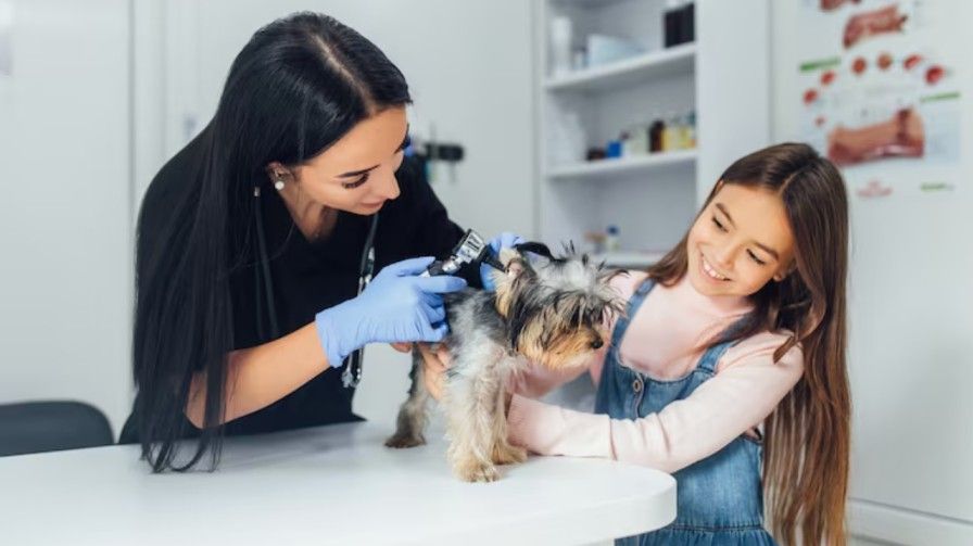 Pet Care Business