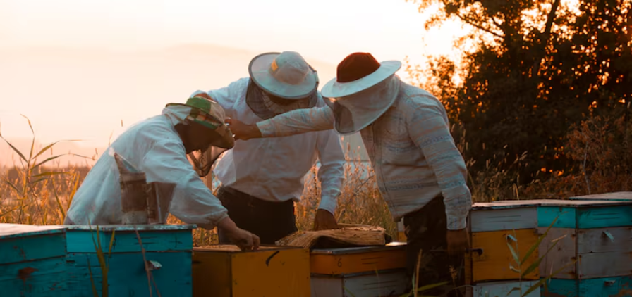 Rooftop Beekeeping