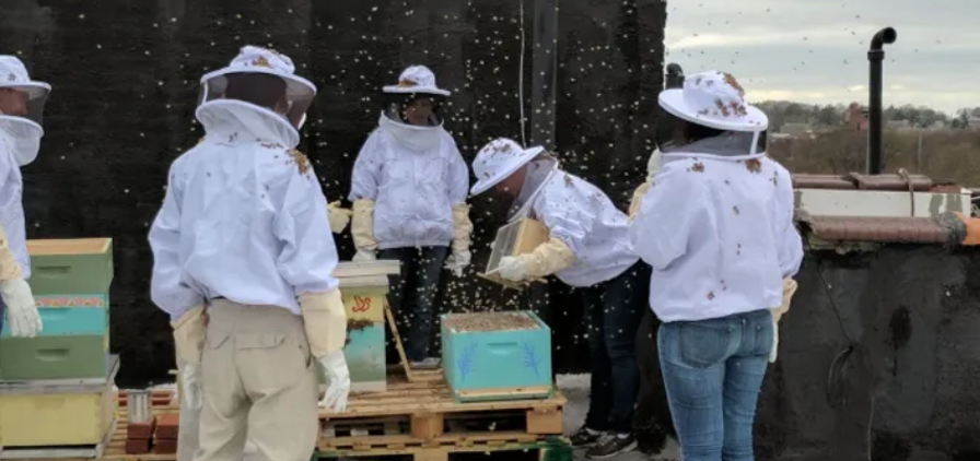 Rooftop Beekeeping