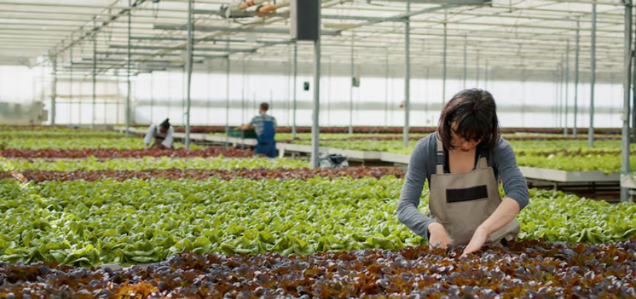 Rooftop Hydroponic Farm