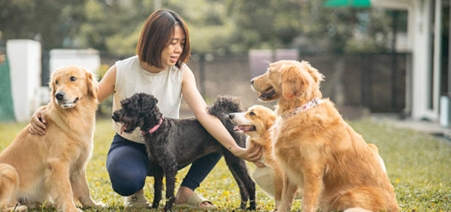 Start a Pet Care Business