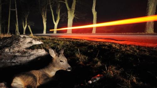 Roe Deer After Accident - Viking Assistance