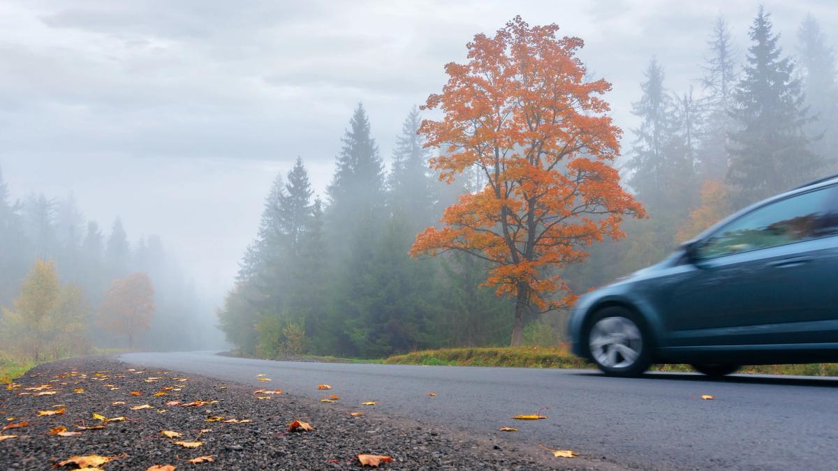 Auto ajaa sumuisella tiellä, jota reunustavat keltaiset puut ja pudonneet lehdet.