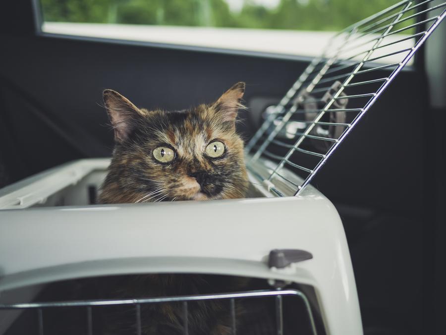 Katt titter opp av transportbur