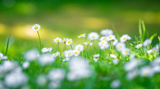 Prästkragar på en grön äng.