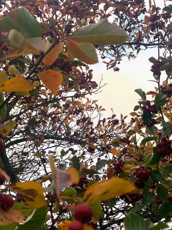 SoC Winter Break, 2025