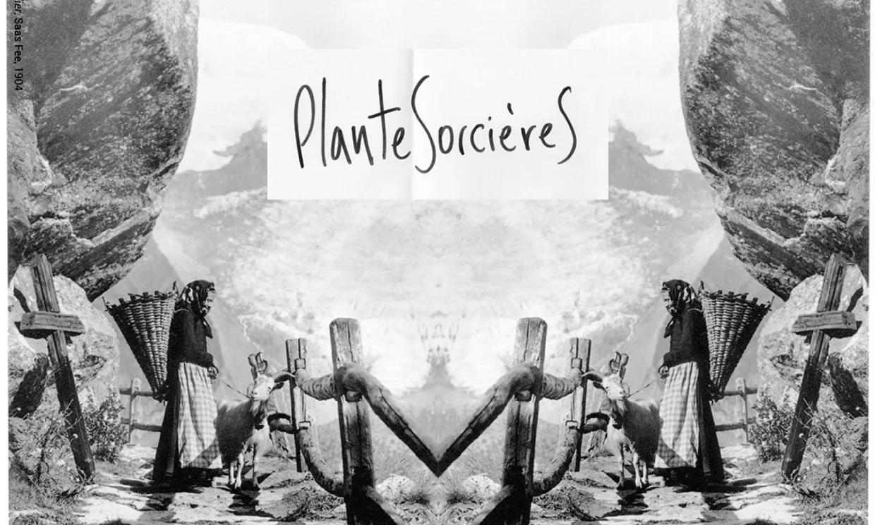 PlanteSorcières