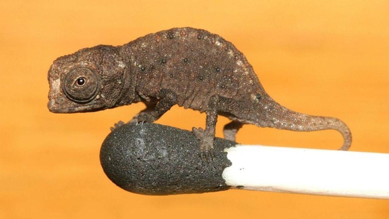 Tiny chameleon Brookesia micra sitting on a match head. Image Credit.