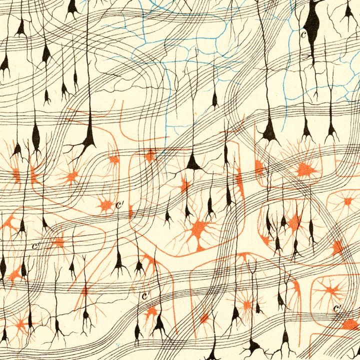 Nerve cells in a dog’s olfactory bulb (detail), from Camillo Golgi’s Sulla fina anatomia degli organi centrali del sistema nervoso (1885)