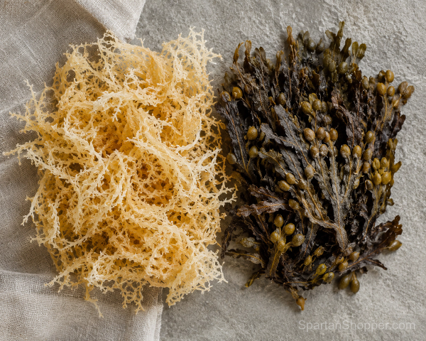Dried sea moss and bladderwrack seaweed side by side, for the sea moss and bladderwrack comparison