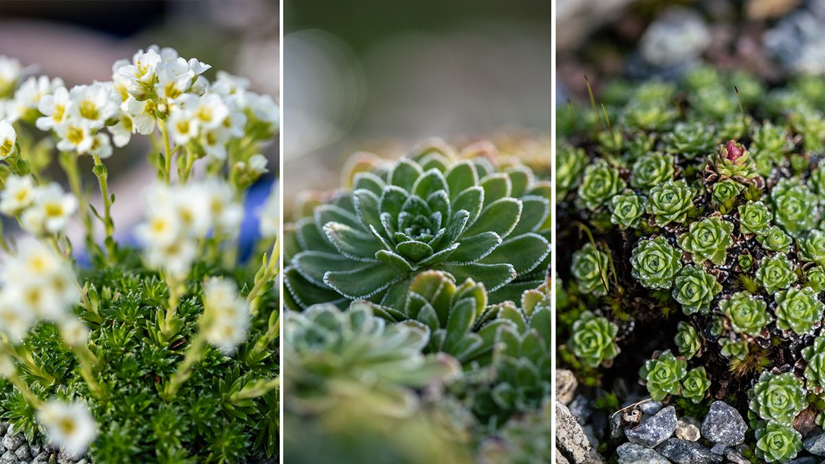 kollasj fjellplanter