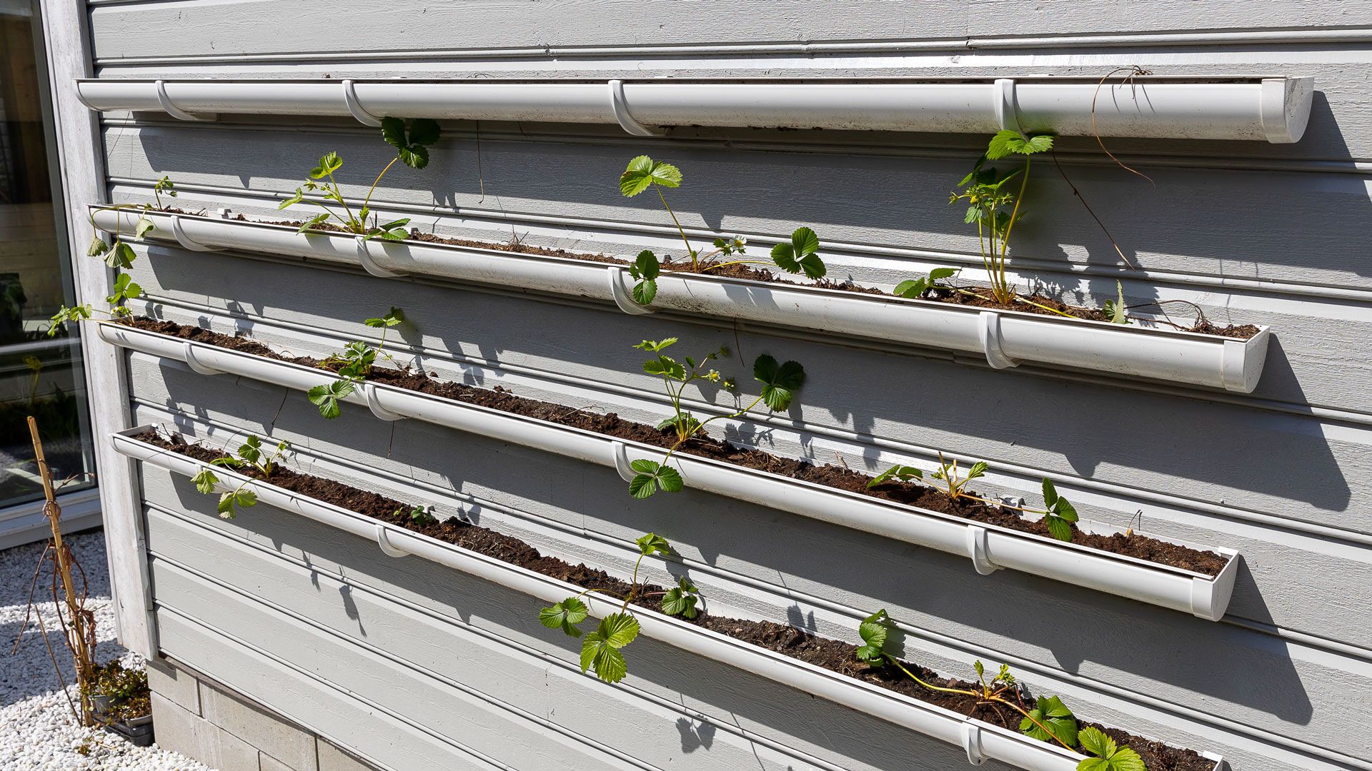 Takrenner fylt med jordbærplanter