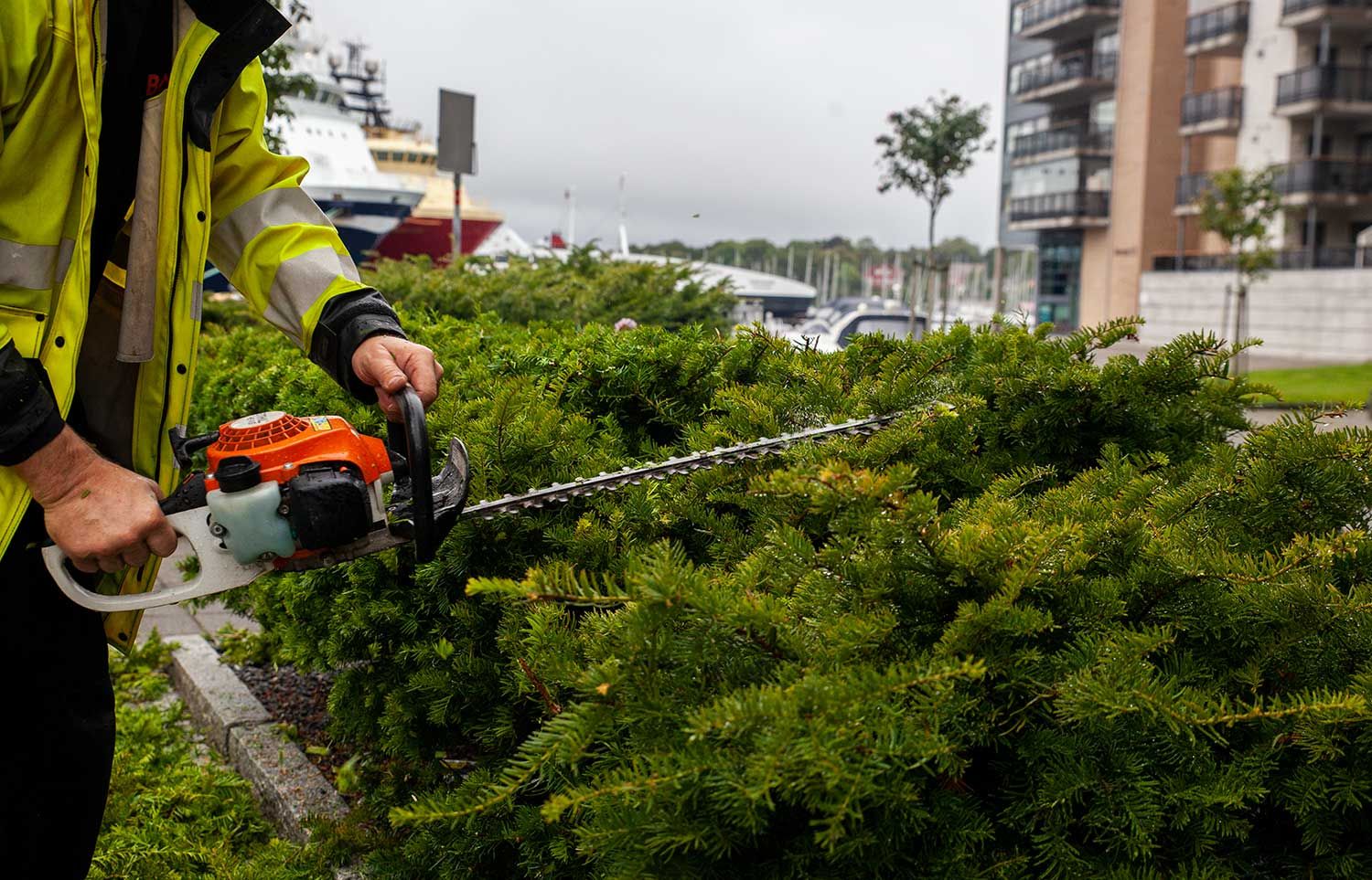 motorsag i bruk på en hekk