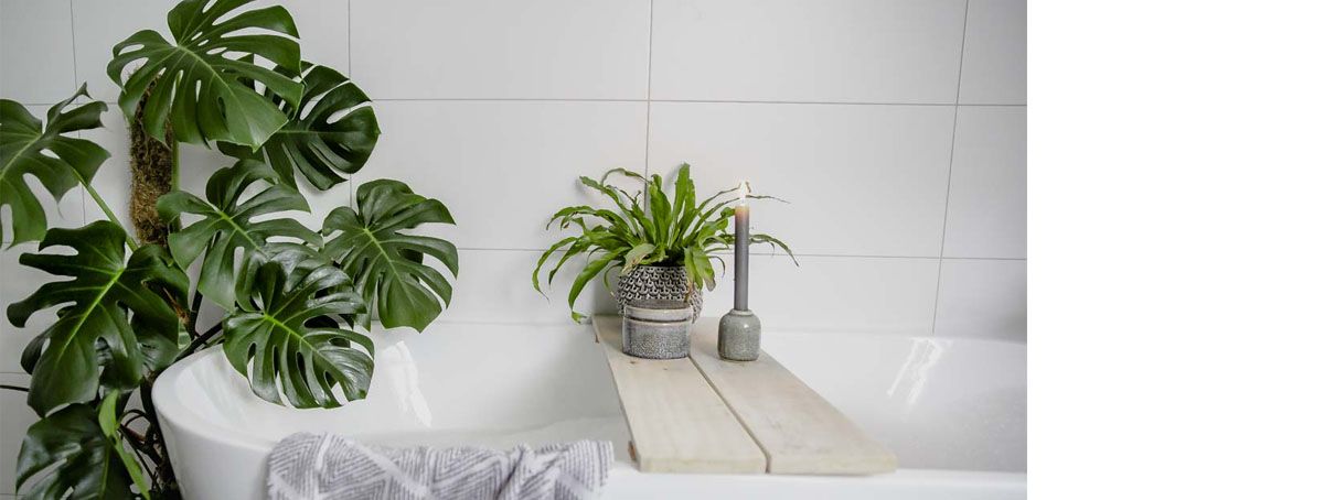 grønne planter på baderom