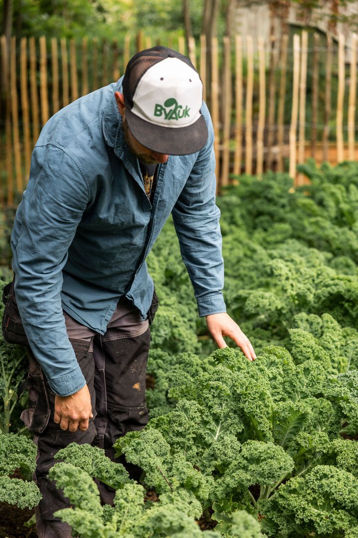 Sven Are Ek i åker med grønnkål