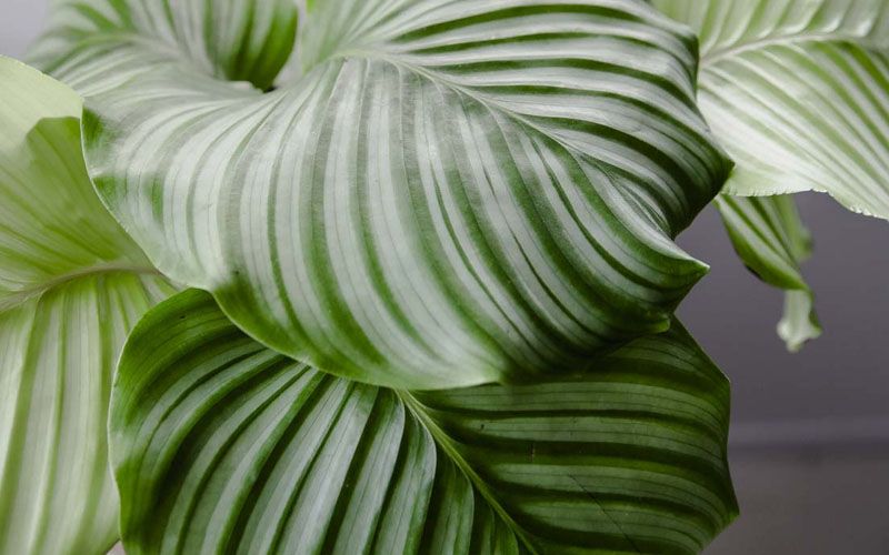 calathea