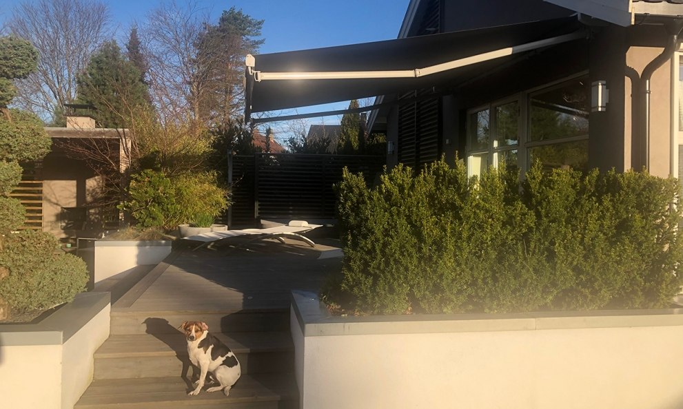 hund foran en terrasse