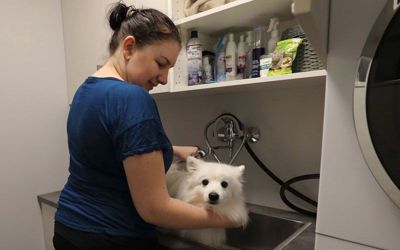 Hund som får seg i bad på vaskerommet