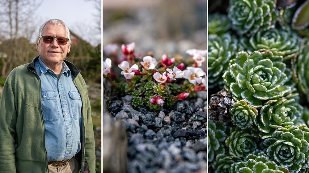 kollasj mann og fjellplanter