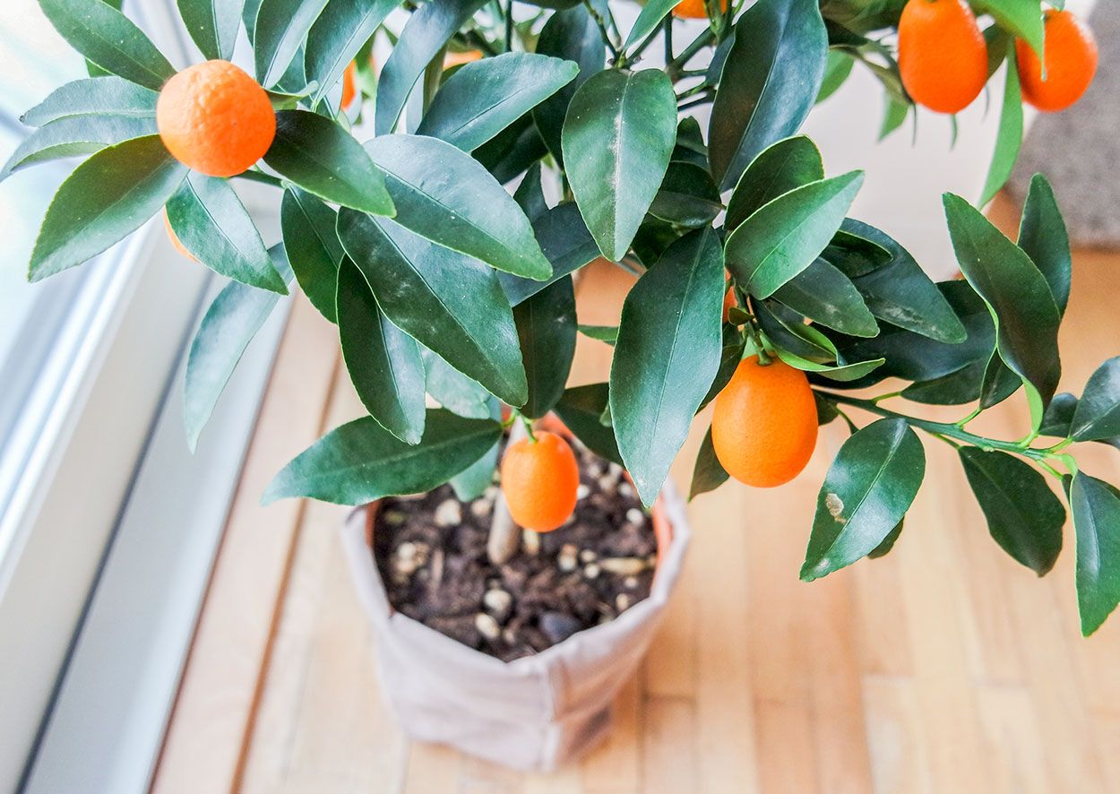 Appelsintre i potte