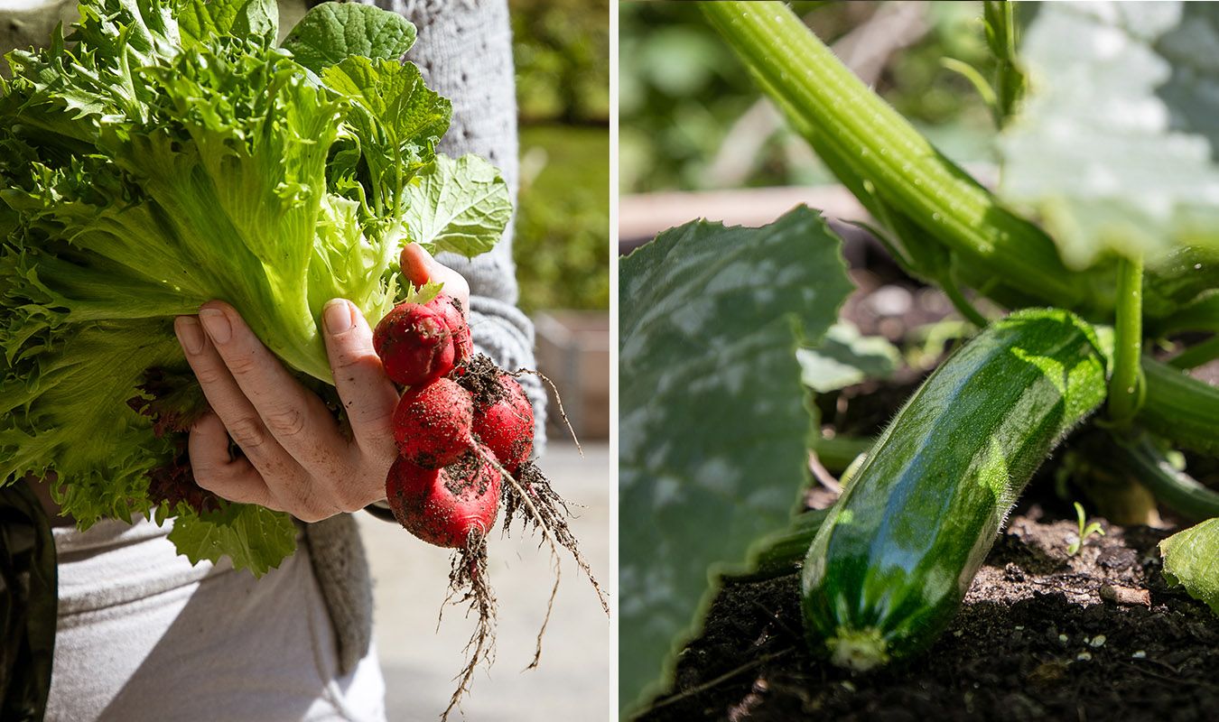 Redikk og squash fra kjøkkenhagen