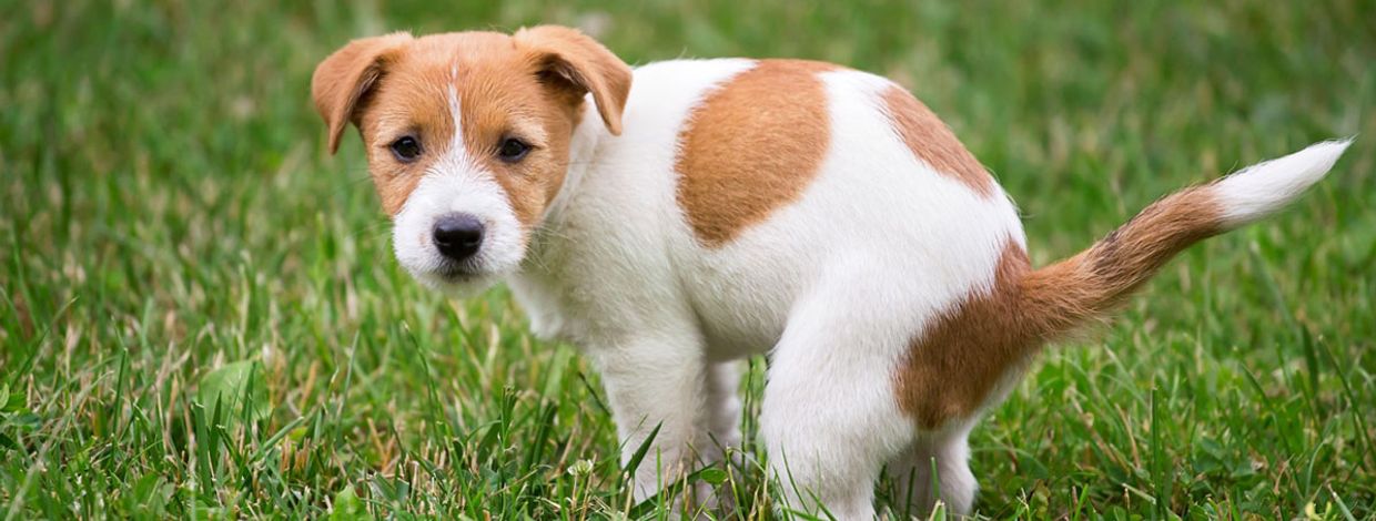 Valp gjør seg klar til å bæsje på plen