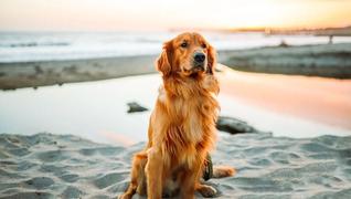 Hund på strand, PetXL