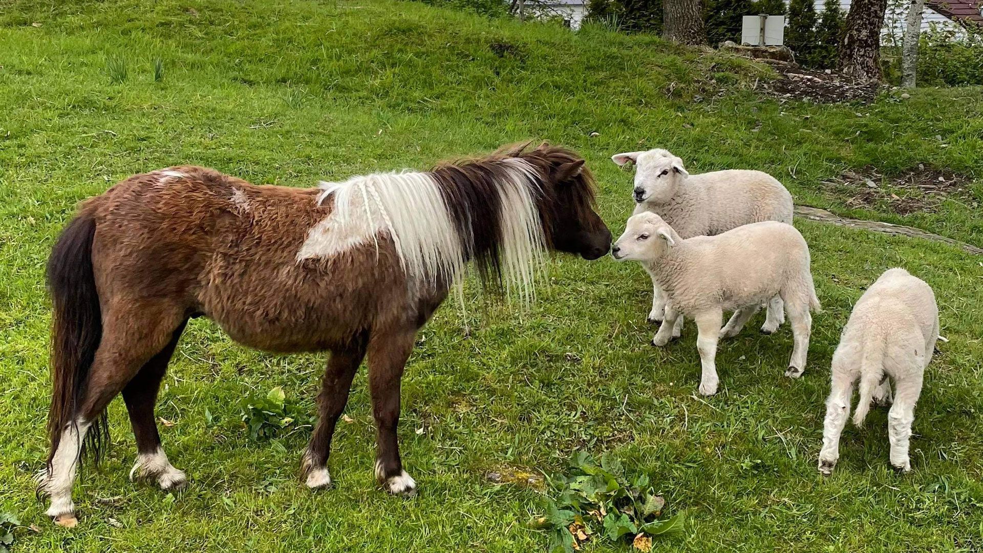 Miniatyrhest hilser på sau