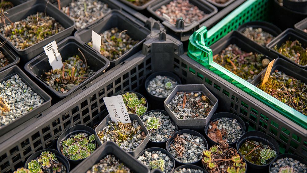 kasser og esker med frøplanter