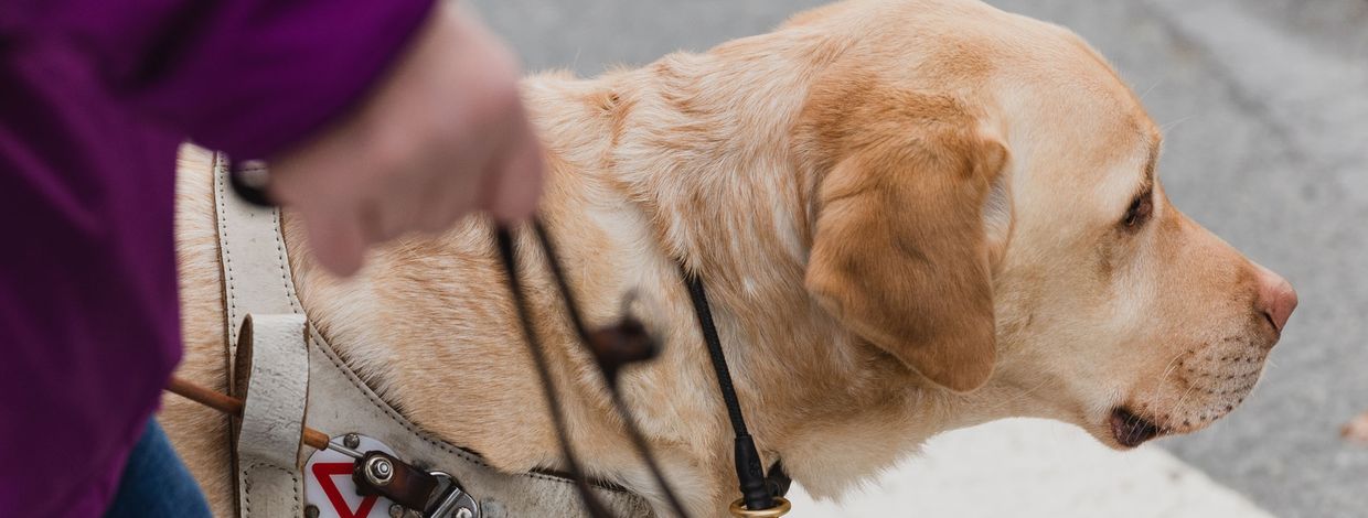 Førerhunden Maui på tur