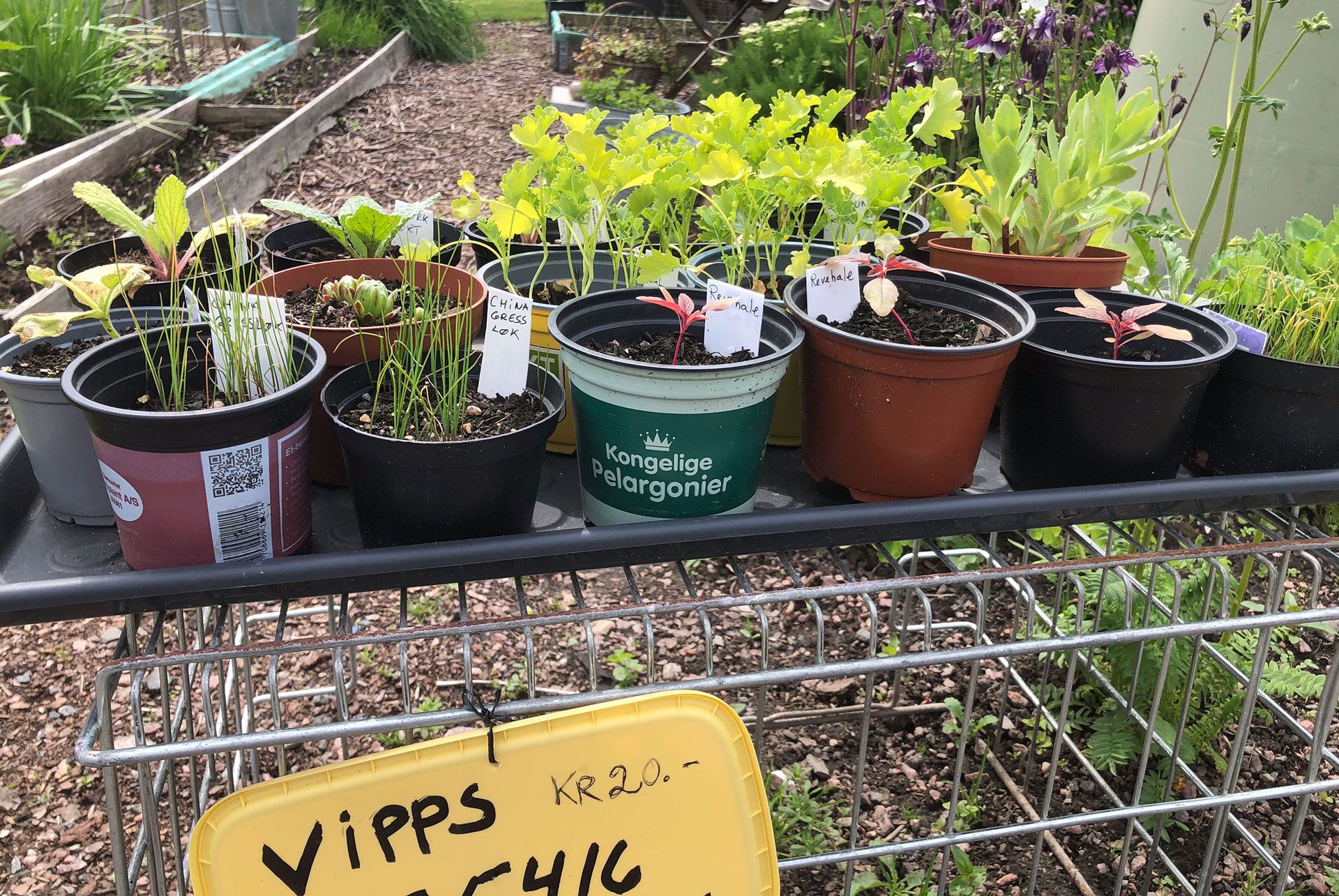 Urter fra Kolonihagen