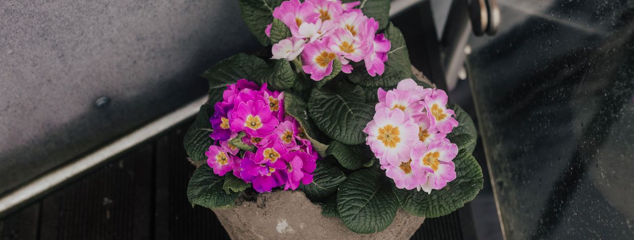 Hjemmelagd blomsterpotte med rosa blomster