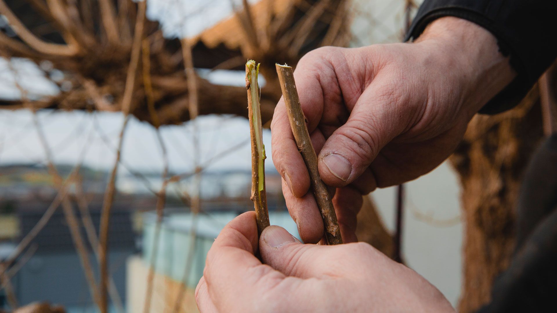 Forskjell på et rent og ujevnt kutt i treet