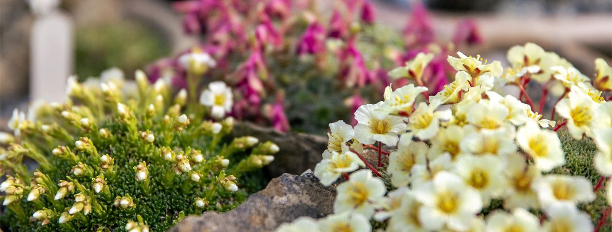 fjellplanter